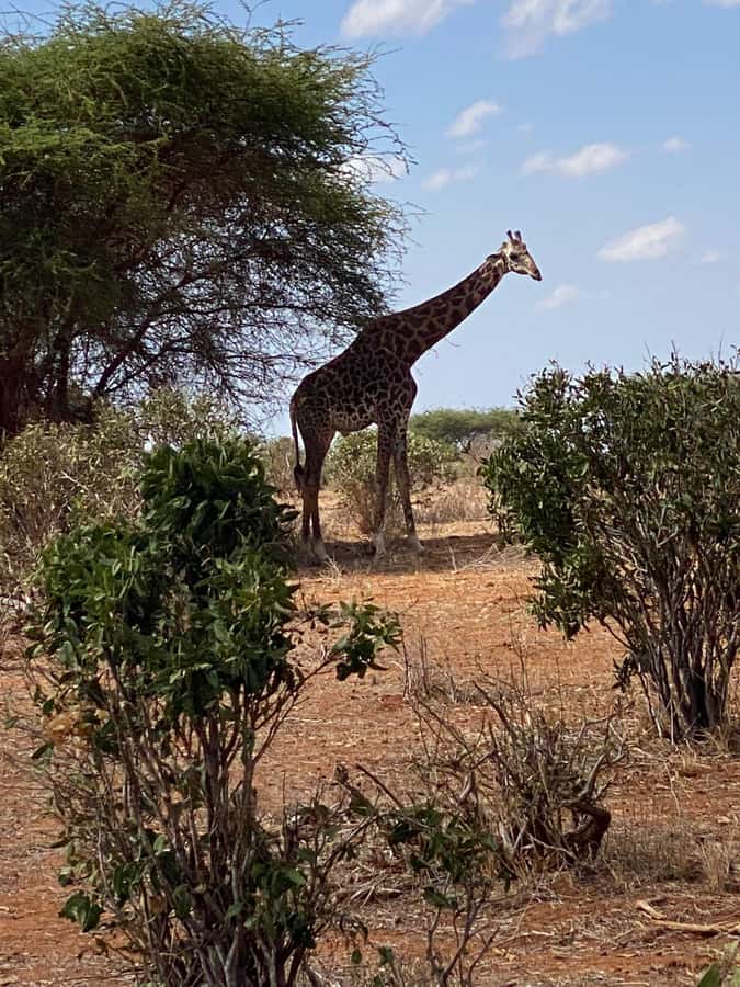 Mombasa: Tsavo East Ngutuni Sanctuary Overnight Safari - The Roof Pop-Up Van and the Driver-Guide Experience