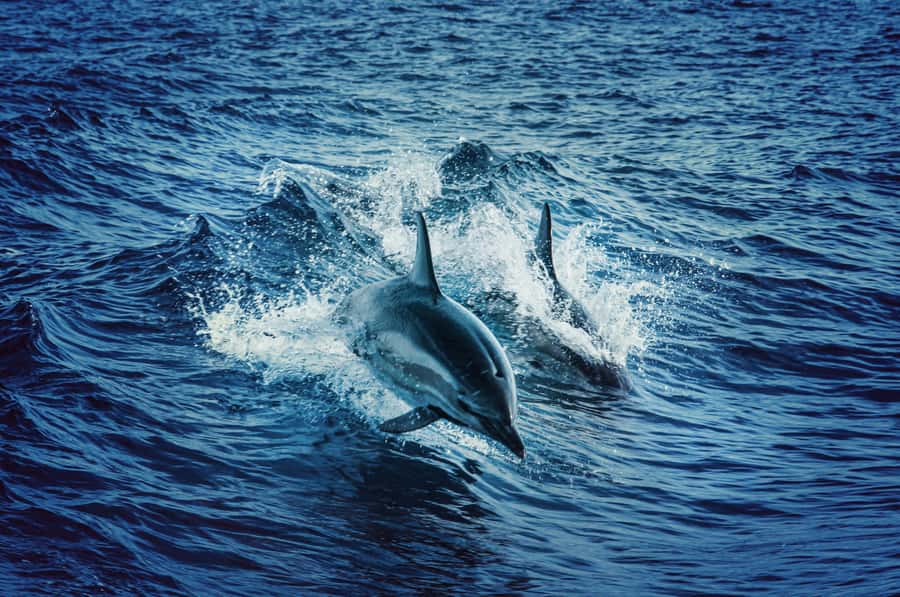 Mombasa: Wasini Dolphin Tour - Van ride time and your energy budget: plan for a long day