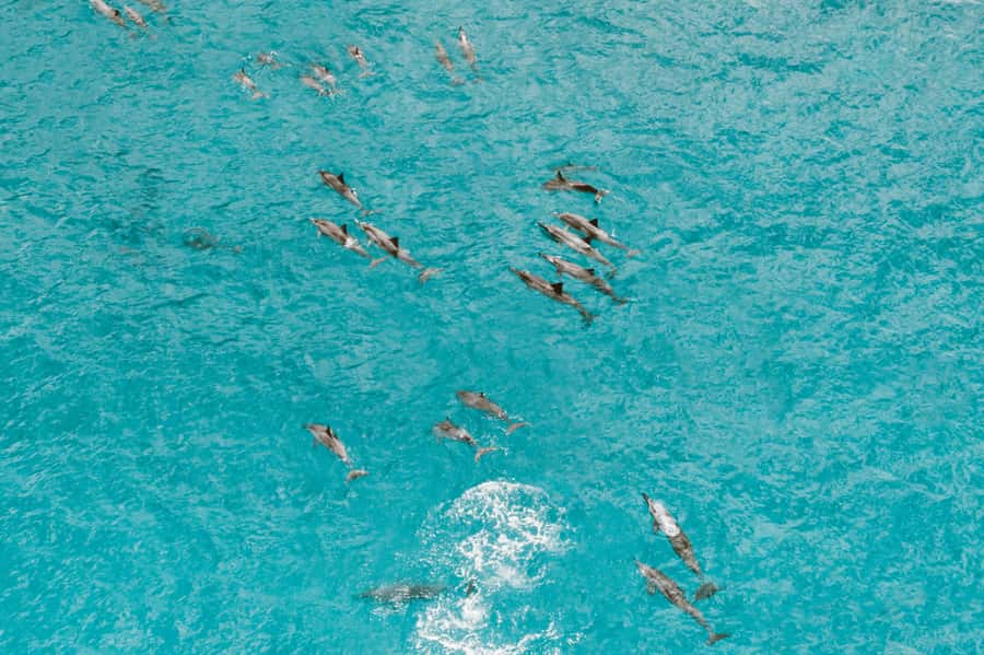 Mombasa: Wasini Dolphin Tour - Practical packing list so you enjoy the water, not fight it