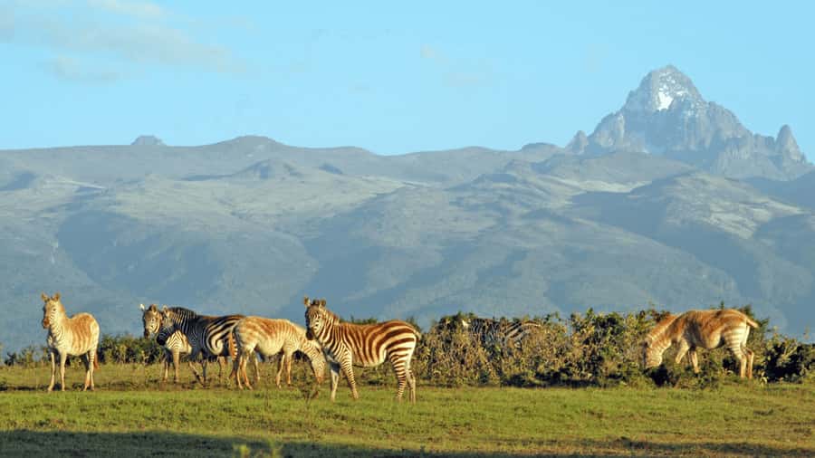Mt Kenya: Full-day hiking tour from Nairobi - Siri Moni Gate Start: Monkeys, Birds, and a Proper Guided Climb