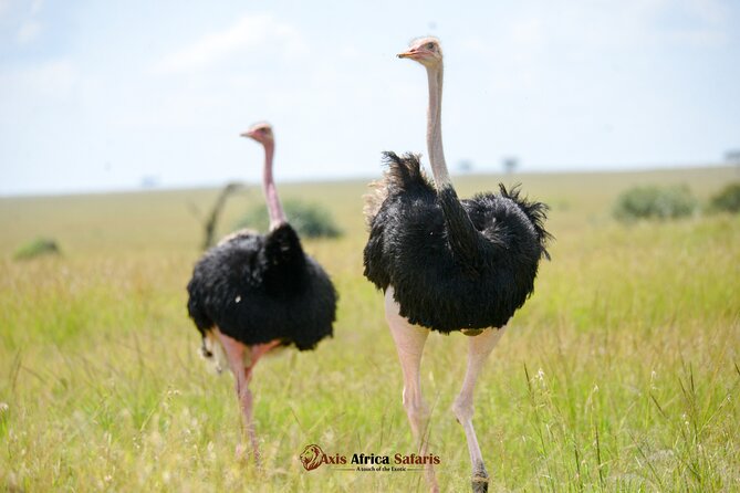 Multi Day Masai Mara Lake Nakuru Park Hellsgate Park Tour - Key things that make this 5-day safari work