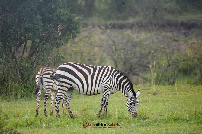 Multi Day Masai Mara Lake Nakuru Park Hellsgate Park Tour - Day 3 early drive, then the cut to Nakuru