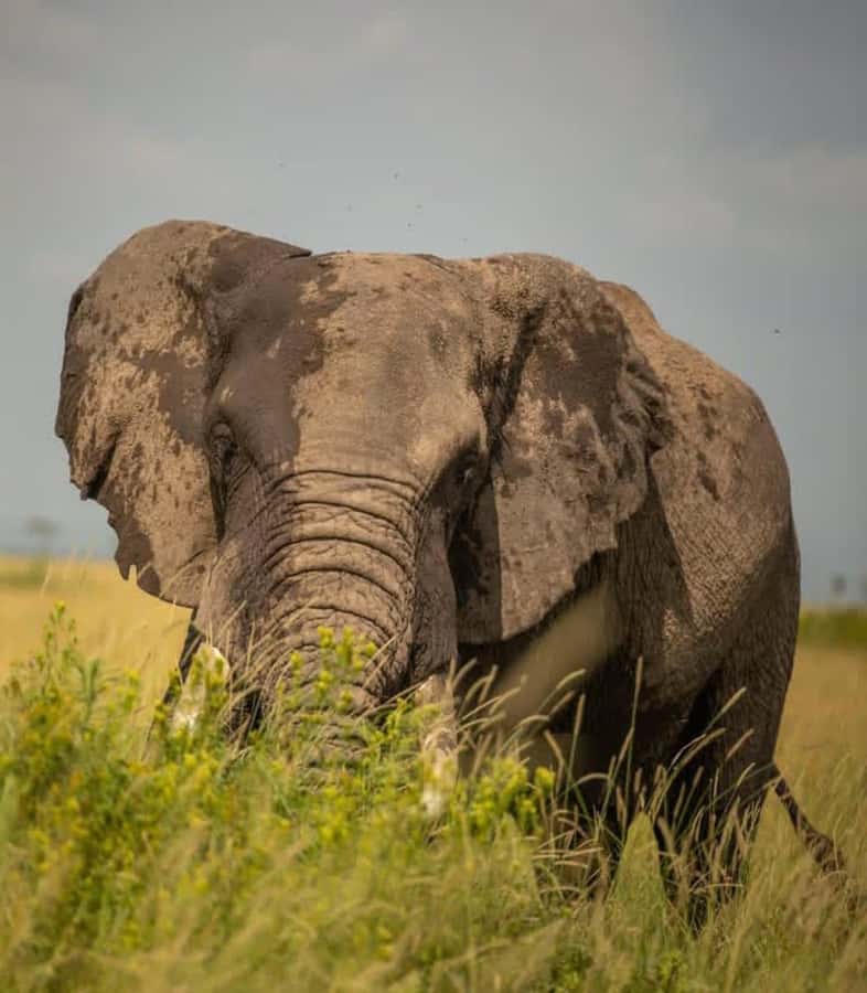 Nairobi: 3-Day Amboseli National Park Shared Safari Package - Key highlights to decide fast