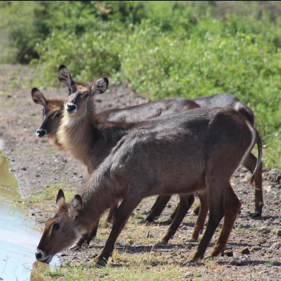Nairobi: 3-Day Amboseli National Park Shared Safari Package - Amboseli Safari From Nairobi: Kilimanjaro Views Are the Real Hook