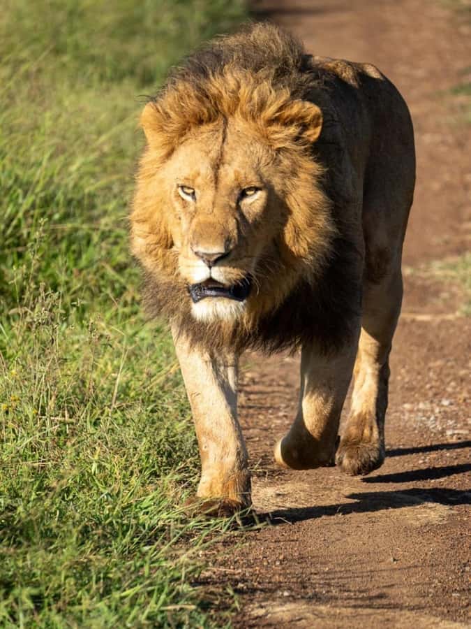 Nairobi: 3-Day Amboseli National Park Shared Safari Package - Shared Safari Logistics: Open-Roof Van and a Small Group Rhythm