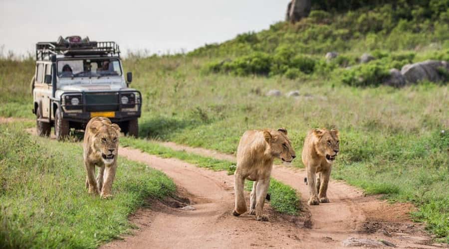 Nairobi: 3-Day Maasai Mara Group Tour with 4X4 Jeep Safari - Price and park fees: what $295 really means