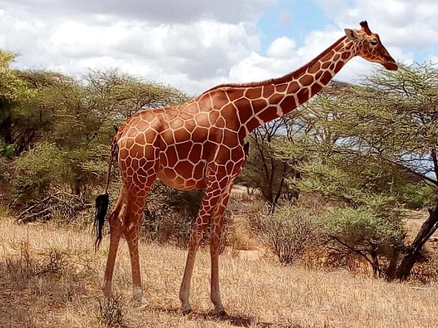 Nairobi: 3-Day Maasai Mara Safari - Wildlife Expectations: Animals You Can Realistically Plan Around