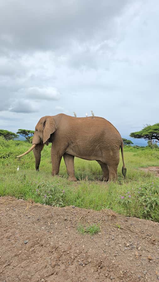 Nairobi: 3-Days 2-Nights Maasai Mara Group Safari in 4x4 - Day 2 Full Day in the Reserve (7am to 4pm): Big Five Chances and the Mara River
