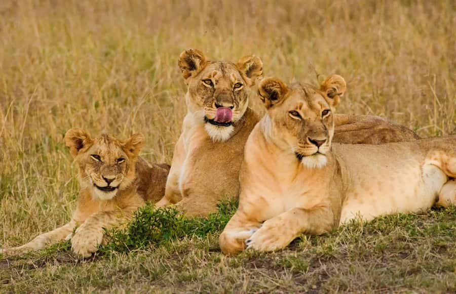 Nairobi: 3-Days 2-Nights Maasai Mara Group Safari in 4x4 - Vehicles and Guides: Why Open Roofs and Small Groups Matter