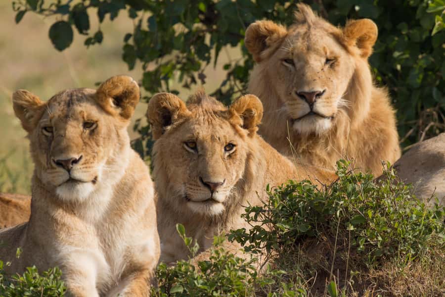 Nairobi: 3-Days 2-Nights Maasai Mara Group Safari in 4x4 - What You Actually Pay: $240 Plus Park Fees