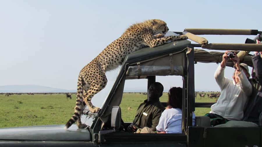 Nairobi: 4-Day Maasai Mara & Lake Nakuru Camping Safari - Day 3 Transfer to Lake Nakuru: Picnic Stop, Optional Village, and Naivasha Boat Choice