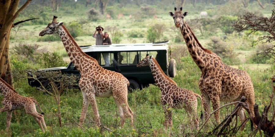 Nairobi: 4-Day Maasai Mara & Lake Nakuru Camping Safari - Day 4 Nakuru Park: Over 350 Bird Species, Then Rhino Country