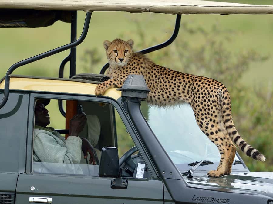 Nairobi: 4-Day Maasai Mara & Lake Nakuru Camping Safari - Day 1 in Maasai Mara: First Lunch, Then an Evening Game Drive