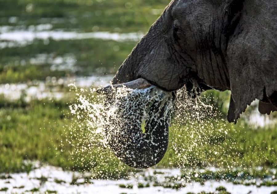 Nairobi: 4 Day Masai Mara and Lake Nakuru Camping Safari - Key things to know before you go