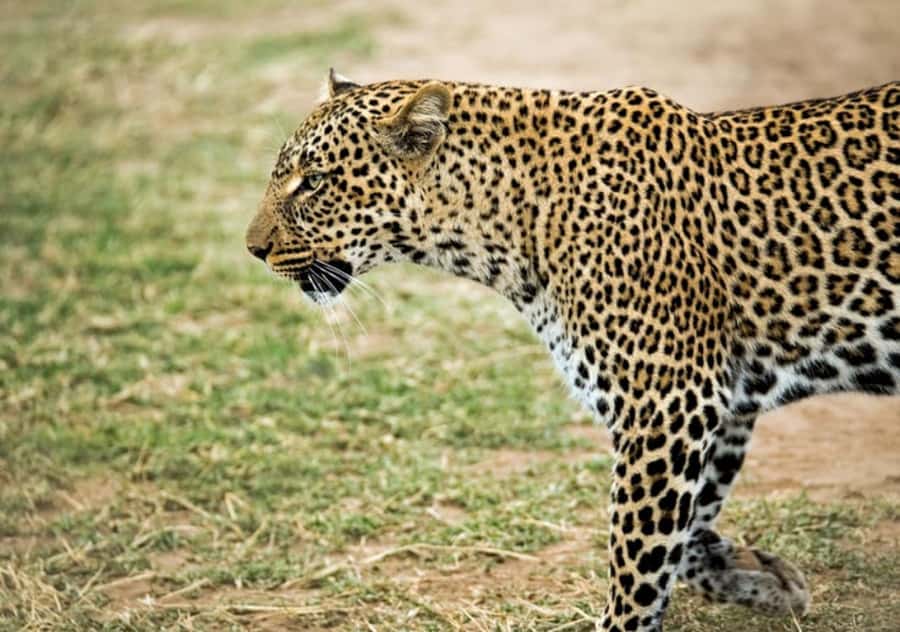 Nairobi: 4 Day Masai Mara and Lake Nakuru Camping Safari - Why this safari works: Mara first, Nakuru second