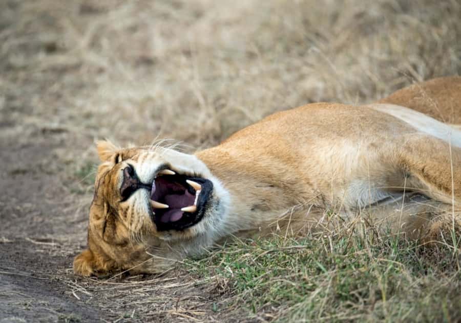 Nairobi: 4 Day Masai Mara and Lake Nakuru Camping Safari - Day 2: Full day Masai Mara game drive, predator country and Mara River animals