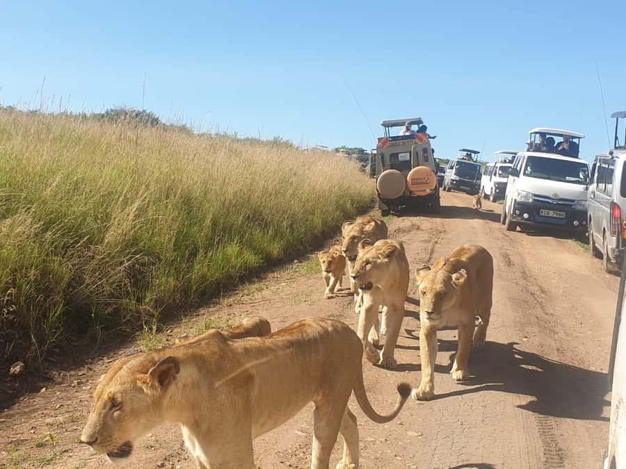 Nairobi: 4 Day Masai Mara and Lake Nakuru Camping Safari - Day 1: Nairobi to Masai Mara, with a Rift Valley breather and a sunset drive