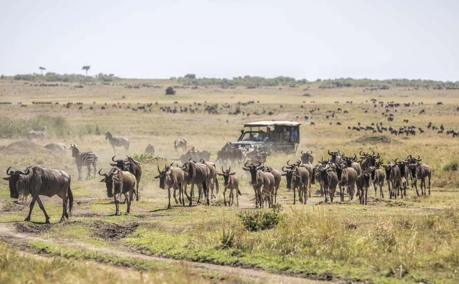 Nairobi: 4-Day Masai Mara, Lake Naivasha & Hell's Gate Tour - Masai Mara all-day: how to make the game drive count