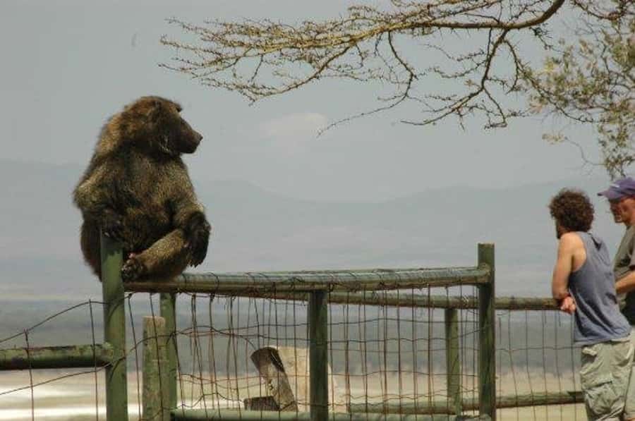 Nairobi: 5 Days Maasai Mara, Nakuru & Naivasha Tour - Price and logistics: what you are actually paying for at $1,285