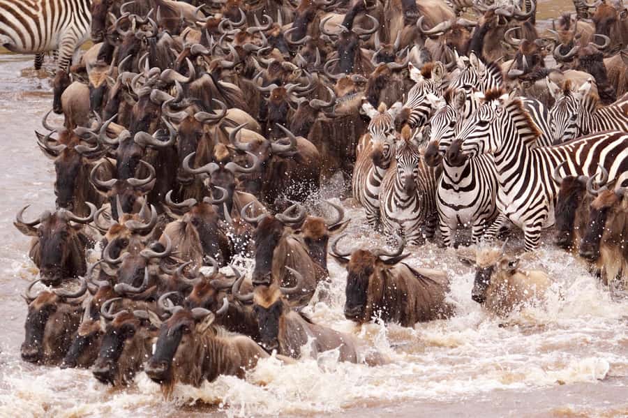 Nairobi: 5 Days Maasai Mara, Nakuru & Naivasha Tour - Maasai Mara Day 2: a full day of Big Five chances and Mara River energy