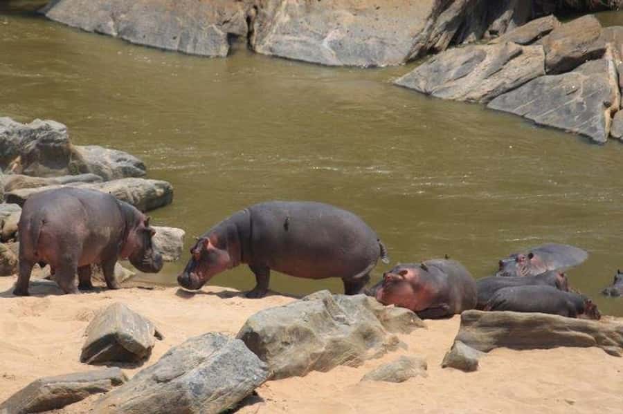 Nairobi: 5 Days Maasai Mara, Nakuru & Naivasha Tour - Naivasha boat ride: hippos, birds, and eagle feeding