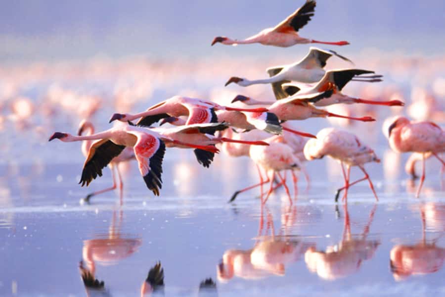 Nairobi: 5 Days Maasai Mara, Nakuru & Naivasha Tour - Nairobi departure and the Rift Valley viewpoint pause