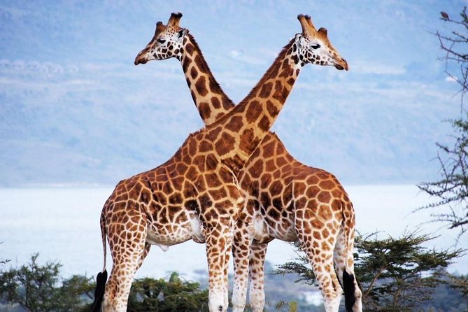 Nairobi Airport Layover Half Day Tour Nairobi National Park - Turn a layover into a Nairobi National Park game drive