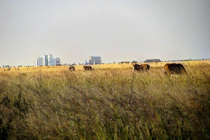 Nairobi Airport Layover Half Day Tour Nairobi National Park - What you pay for, and what costs extra at the gate