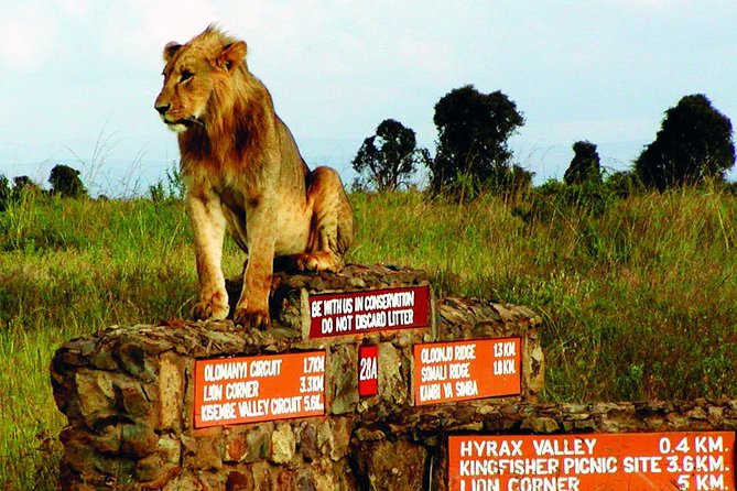 Nairobi Airport Layover Half Day Tour Nairobi National Park - Timing that protects your flight, and how to manage food