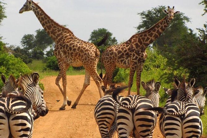 Nairobi Airport Layover Half Day Tour Nairobi National Park - The small-group advantage: how up to seven people changes the vibe