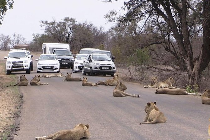 Nairobi Airport Layover Half Day Tour Nairobi National Park - Animals you might spot, and how to watch like a pro