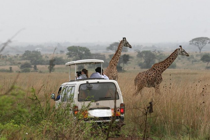 Nairobi Airport Layover Half Day Tour Nairobi National Park - Getting picked up at Nairobi Airport without the stress