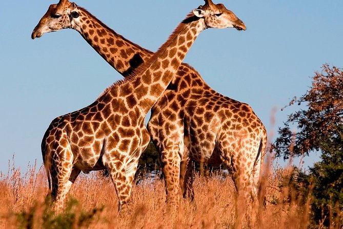 Nairobi Airport Layover Half Day Tour to Nairobi National Park - The 4-hour game drive: what to look for, and what the park is good at