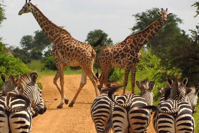 Nairobi Airport Layover Half Day Tour to Nairobi National Park - Nairobi skyline sightings plus wildlife: the moment this park makes sense