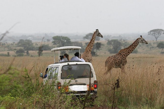 Nairobi Airport Layover Half Day Tour to Nairobi National Park - Hippo pools, a walking-trail style stop, and the ivory burning site monument