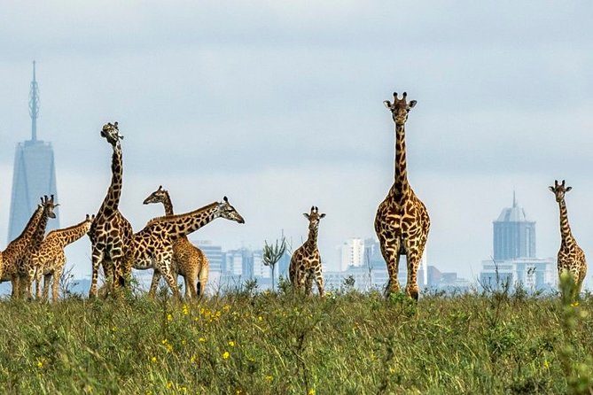 Nairobi Airport Layover Half Day Tour to Nairobi National Park - Price and entrance fees: what the $95 really means for your wallet
