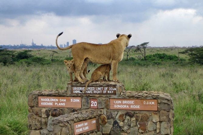 Nairobi Airport Layover Half Day Tour to Nairobi National Park - The pop-up roof van: how you actually get better animal sightings