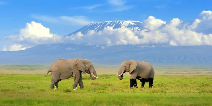Nairobi: Amboseli National Park Day Trip with Masai Village - First game drive in Amboseli: elephants, Kilimanjaro timing, and real safari odds