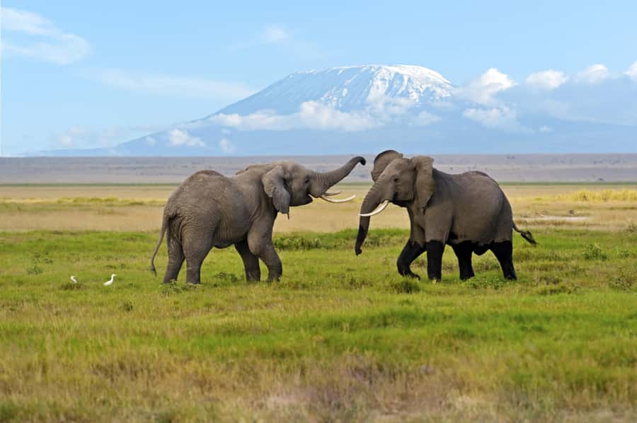 Nairobi: Amboseli National Park Day Trip with Masai Village - Lunch at Oltukai Lodge: comfort in the middle, and how to plan for delays