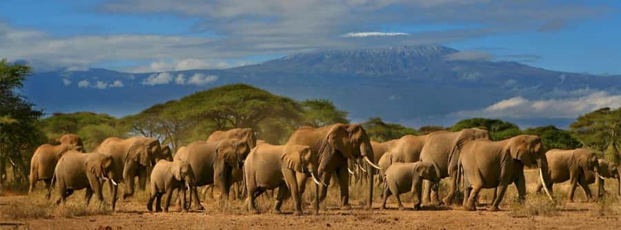 Nairobi: Amboseli National Park Day Trip with Masai Village - Maasai village visit: optional culture stop, how to make it worth the money