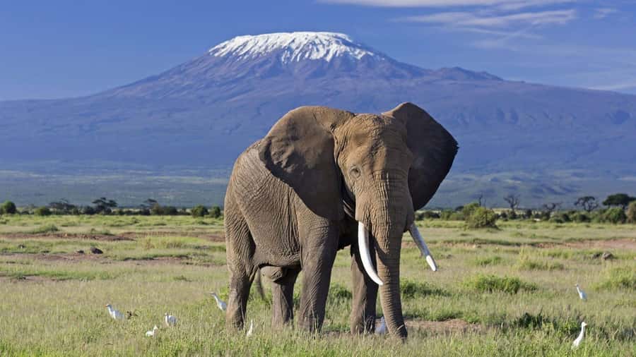 Nairobi: Amboseli National Park Day Trip with Masai Village - What you might see on the Big Five hunt, and how to set expectations