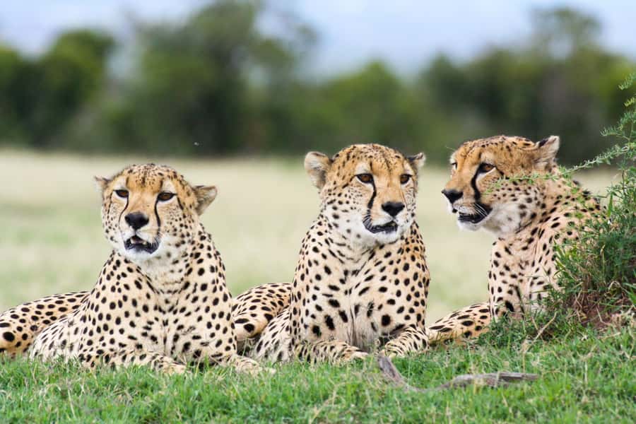 Nairobi: Amboseli National Park Tour & Maasai Village Visit - Maasai village visit: learning without turning it into a show
