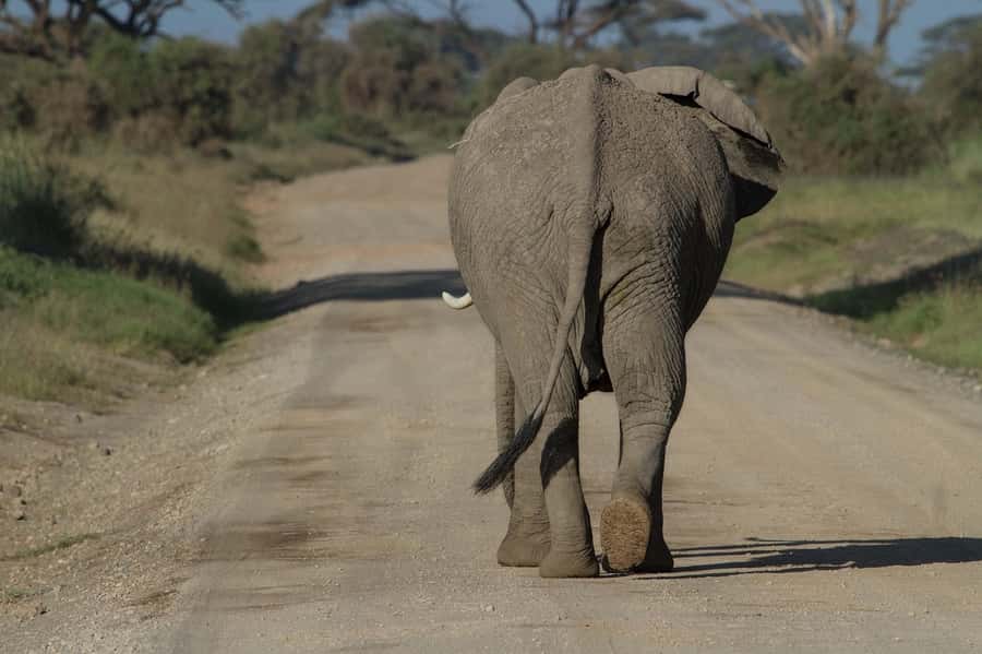 Nairobi: Amboseli National Park Tour & Maasai Village Visit - Comfort, photos, and staying sane on a long day