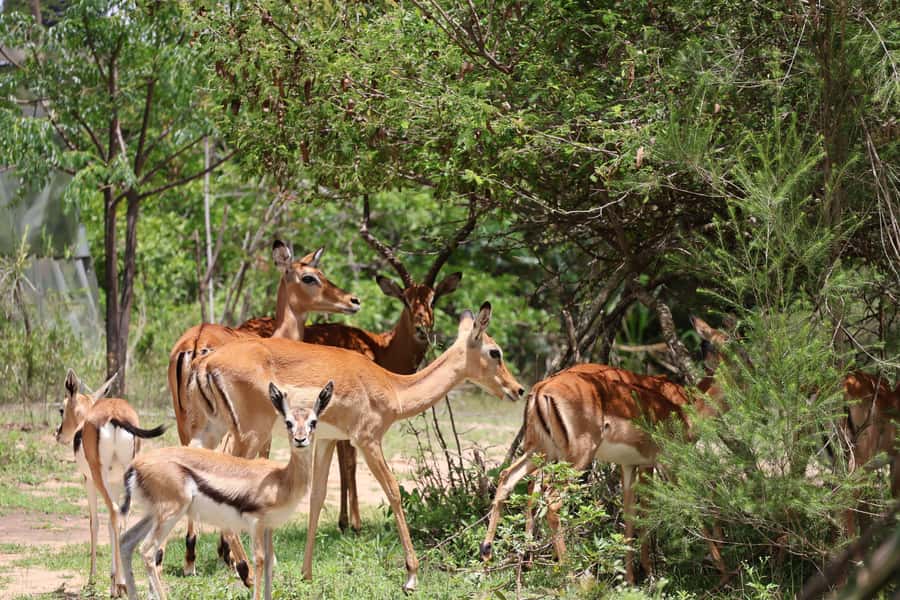 Nairobi: ATV/Quad Bike Wildlife Safari with Transfers & meal - Why this quad bike safari in Nairobi feels different