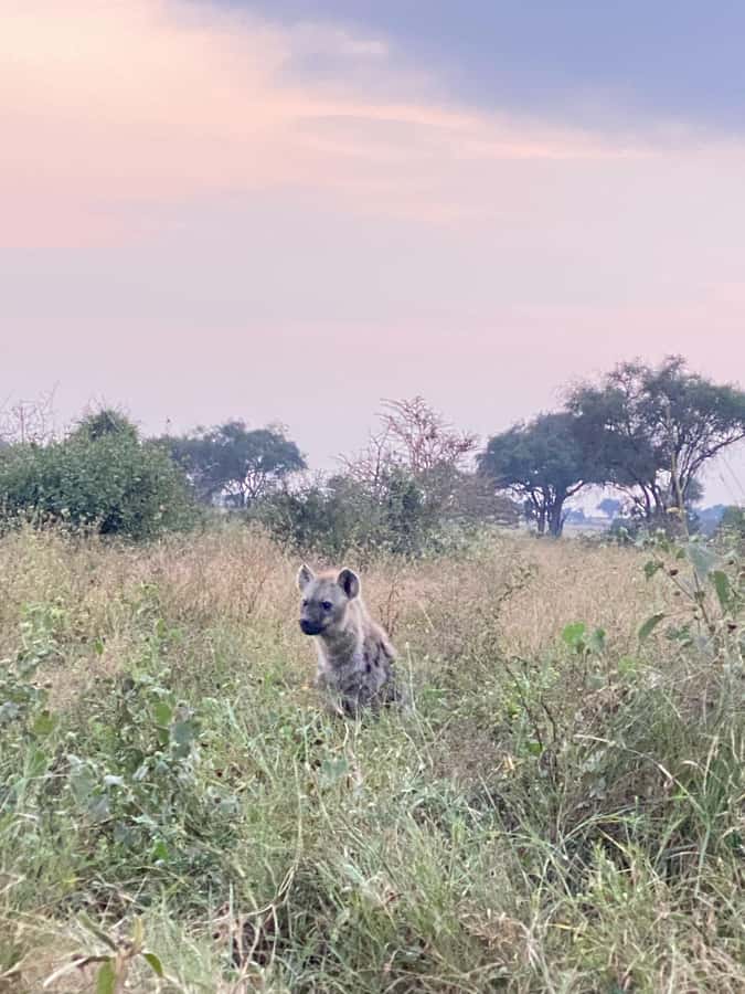 Nairobi: ATV/Quad Bike Wildlife Safari with Transfers & meal - Equipment quality and the reality of dusty terrain