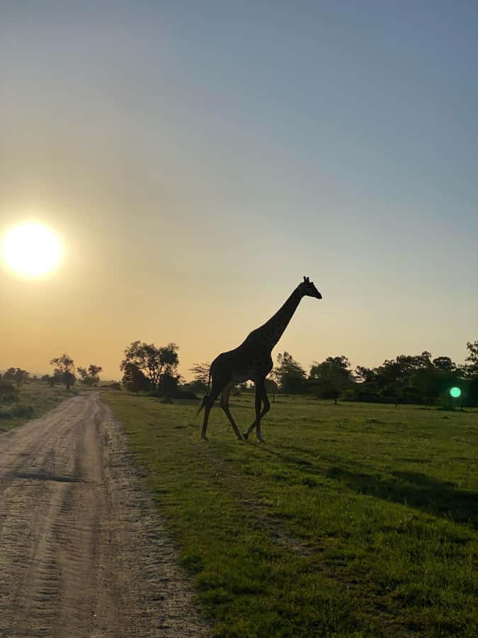Nairobi: ATV/Quad Bike Wildlife Safari with Transfers & meal - The 2-hour ride: pacing, wildlife sightings, and what to expect on the ground