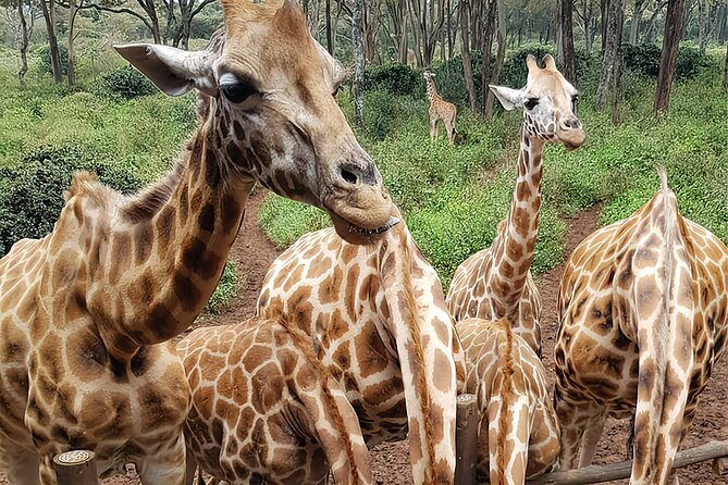 Nairobi city sights, Giraffe Encounters and Bomas Kenya Tour - Rothschild Giraffes at the Giraffe Centre, plus the best kind of up-close time