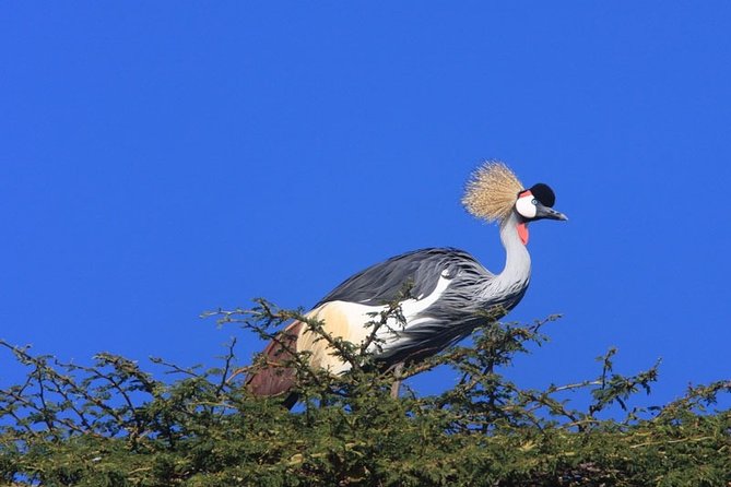 Nairobi city tour - Price and what you really get for $100