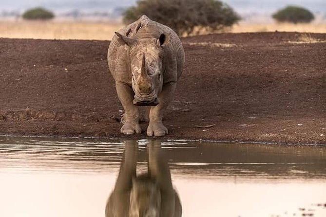 Nairobi city tour - 6:00 am Nairobi National Park game drive: how to get the best photos