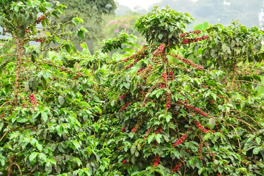 Nairobi: Coffee Factory and Farm Tour with Transfer - Coffee processing and roasting lessons you can use at home